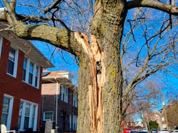 24 hour emergency tree removal