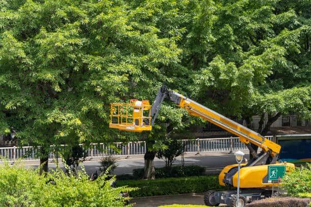 Commercial tree care Gastonia NC