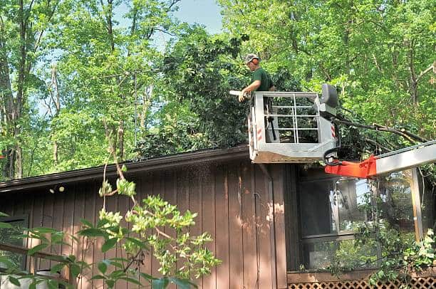 Residential tree services