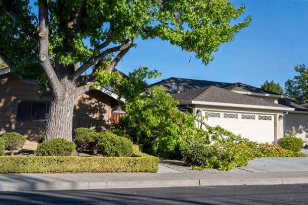 Storm damage tree cleanup