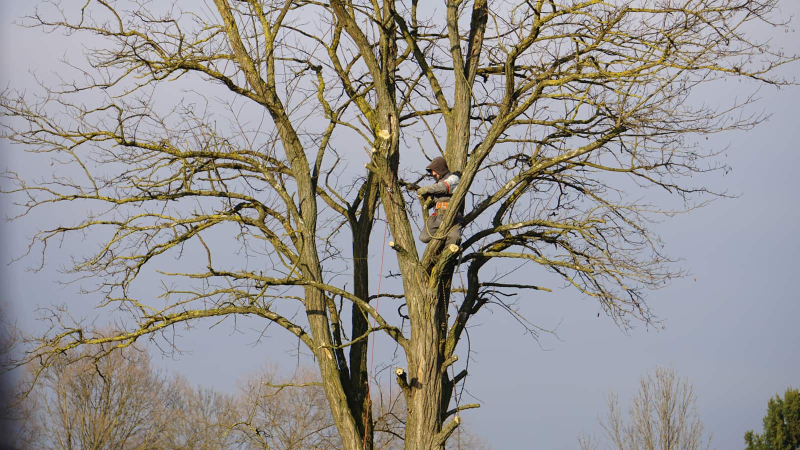 Tree trimming and pruning service